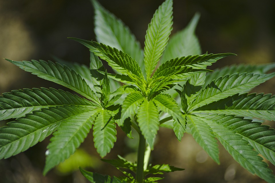 marijuana 2