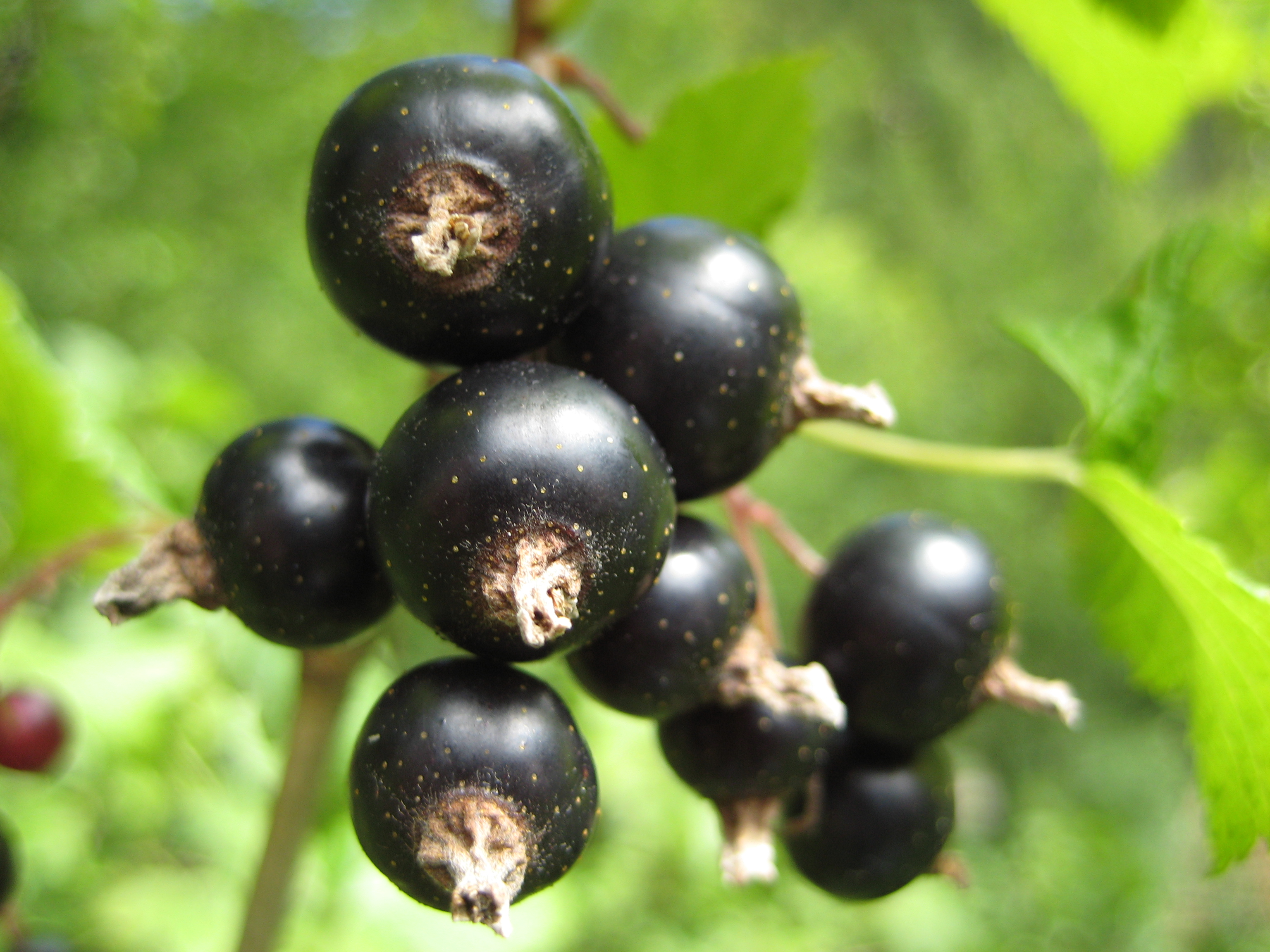 Maqui berry fruit