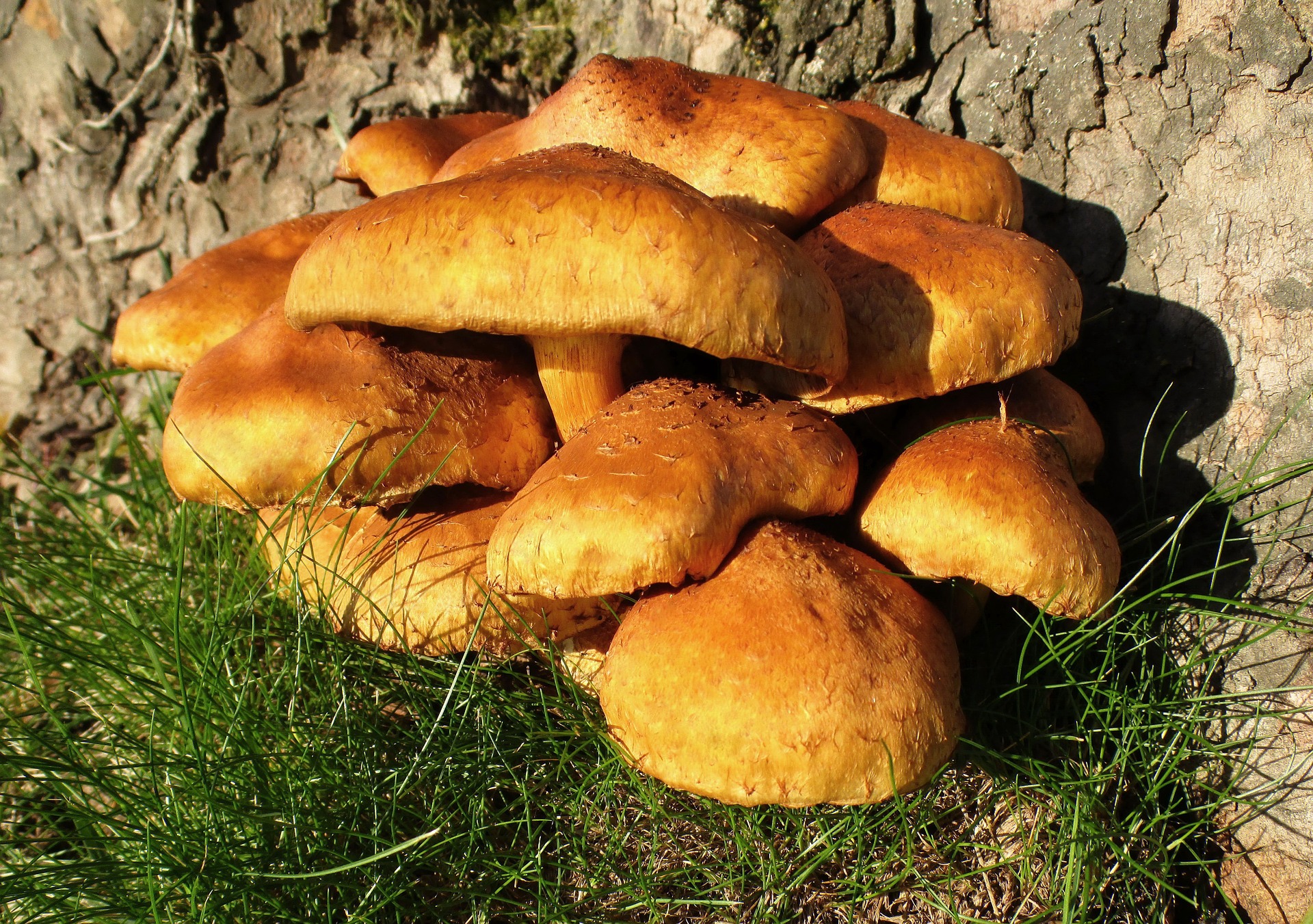 mushrooms